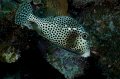 Cayman Brac 2010-03